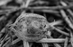 Physalis