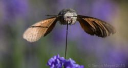 Macroglossum