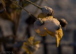 Blume im Schnee