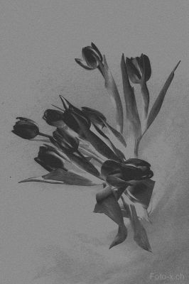 Negative Tulpen