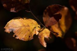 Herbstblätter