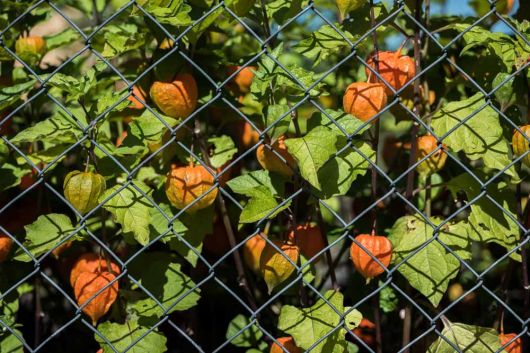 Physalis alkekengi var. franchetii)