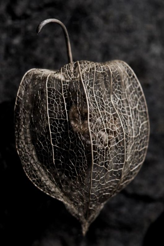 Physalis