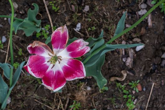 tulipani morti