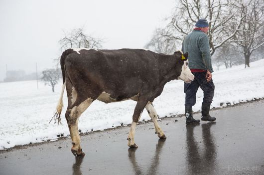 Bauer mit Kalb