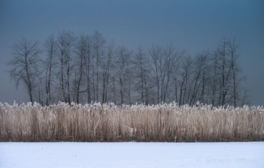 Baldeggersee