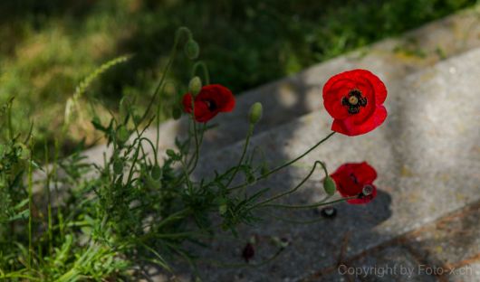 Mohn