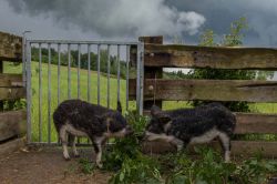 Wollschweine im Seetal