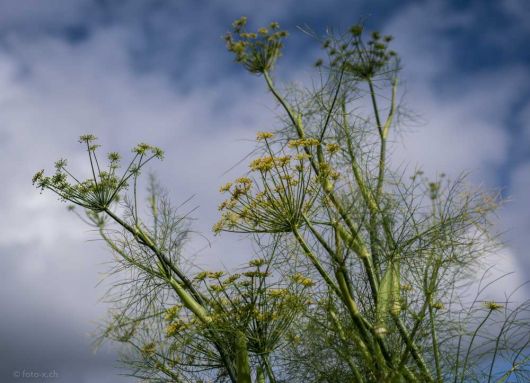 Fenchel