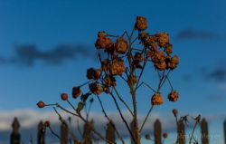 Welke Rosen im Winter