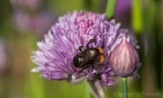 Bombus lapidarius