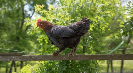 Marans Henne macht Seiltanz