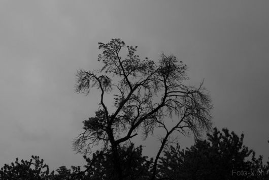 Sauwetter mit der Fuji X-Pro1 fotografiert