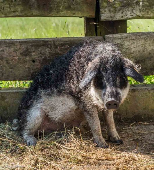 Mangalica