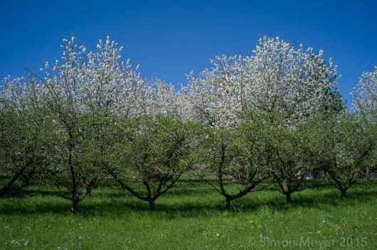 Frühling in Römerswil