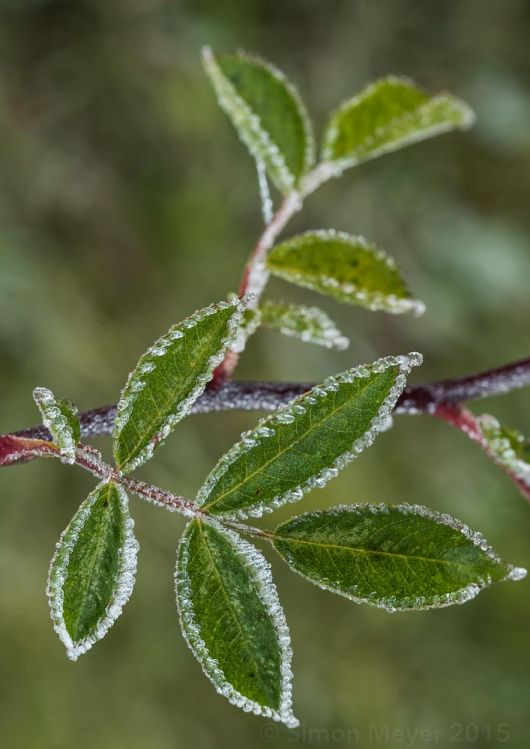 frozen leaf