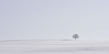 Einsamer Baum