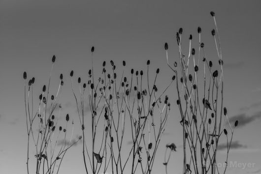 Vertrocknete Blumen im Winter