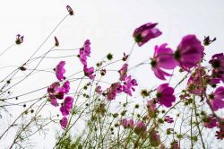 cosmea