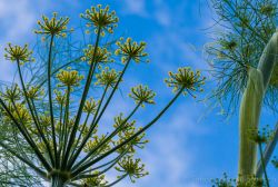 Fenchel