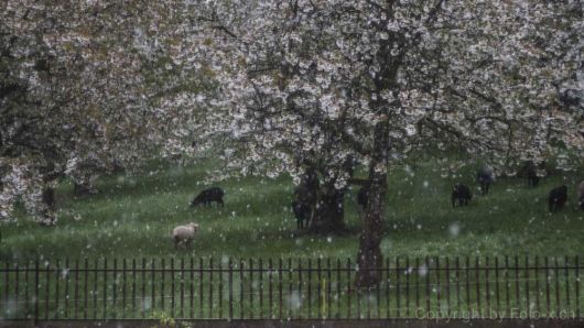 Schnee im April