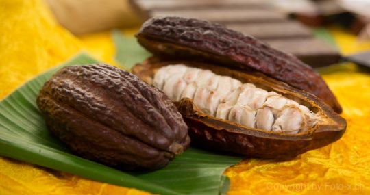 Theobroma cacao