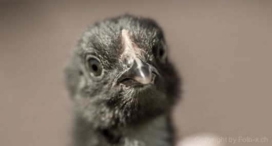 Ein Marans-Küken