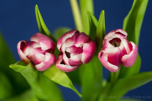 les trois tulipes