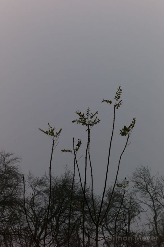 Nebel im Seetal