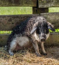 Mangalica